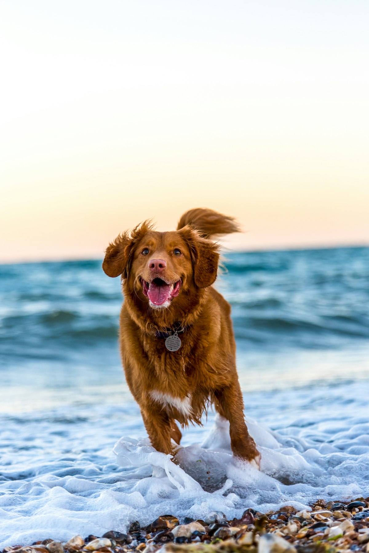 Vrouw aait haar hond op de bank: CBD olie voor honden bij stress en gewrichtspijn
