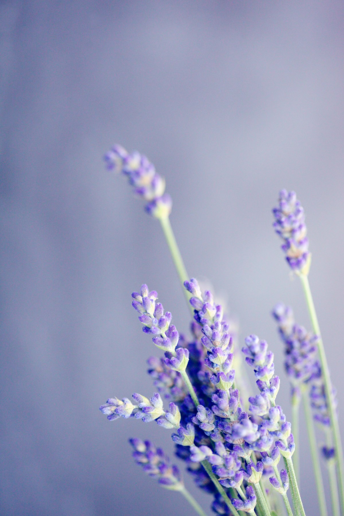 Lavendelvelden bloeiend: linalool als terpeen in cannabis en lavendel
